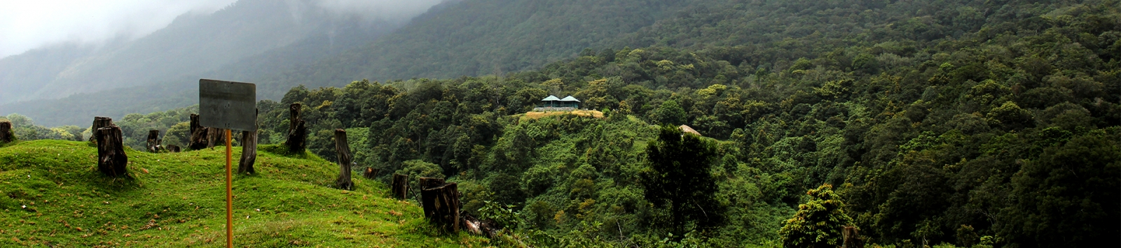 Green Forest in Kerala